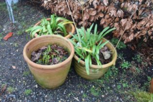 Three large planted terracotta pots