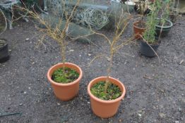 Two plastic plant pots containing Mulberry trees