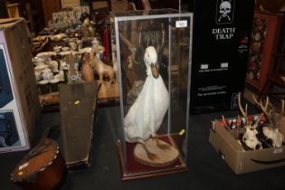 A taxidermy duck in case
