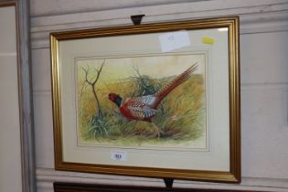 Cherry King, watercolour study of a pheasant