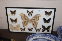 A cased collection of preserved moths
