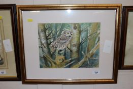 Cherry King, watercolour study of an owl