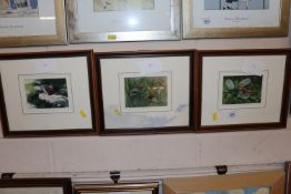 Three small framed studies of butterflies