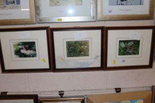 Three small framed studies of butterflies