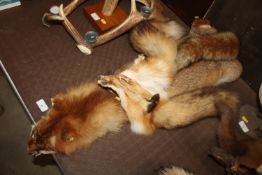 Two fox pelts