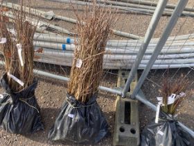 A bag containing a quantity of oak hedging trees (