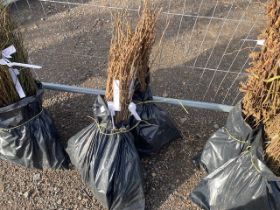 Two bags containing a quantity of hazel hedging pl