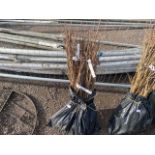 A bag containing a quantity of oak hedging trees (