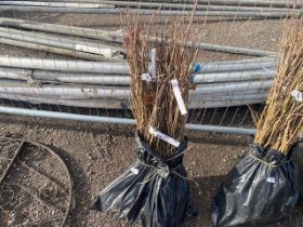 A bag containing a quantity of oak hedging trees (