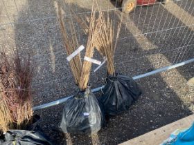 A quantity of cherry tree plants (This lot is subj
