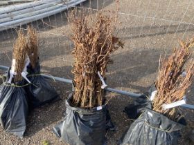 Two bags containing a quantity of hornbeam hedging