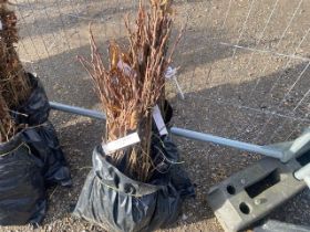 Two bags containing a quantity of sweet chestnut h