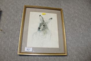 A frame and glazed print of a hare