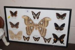 A cased collection of preserved moths