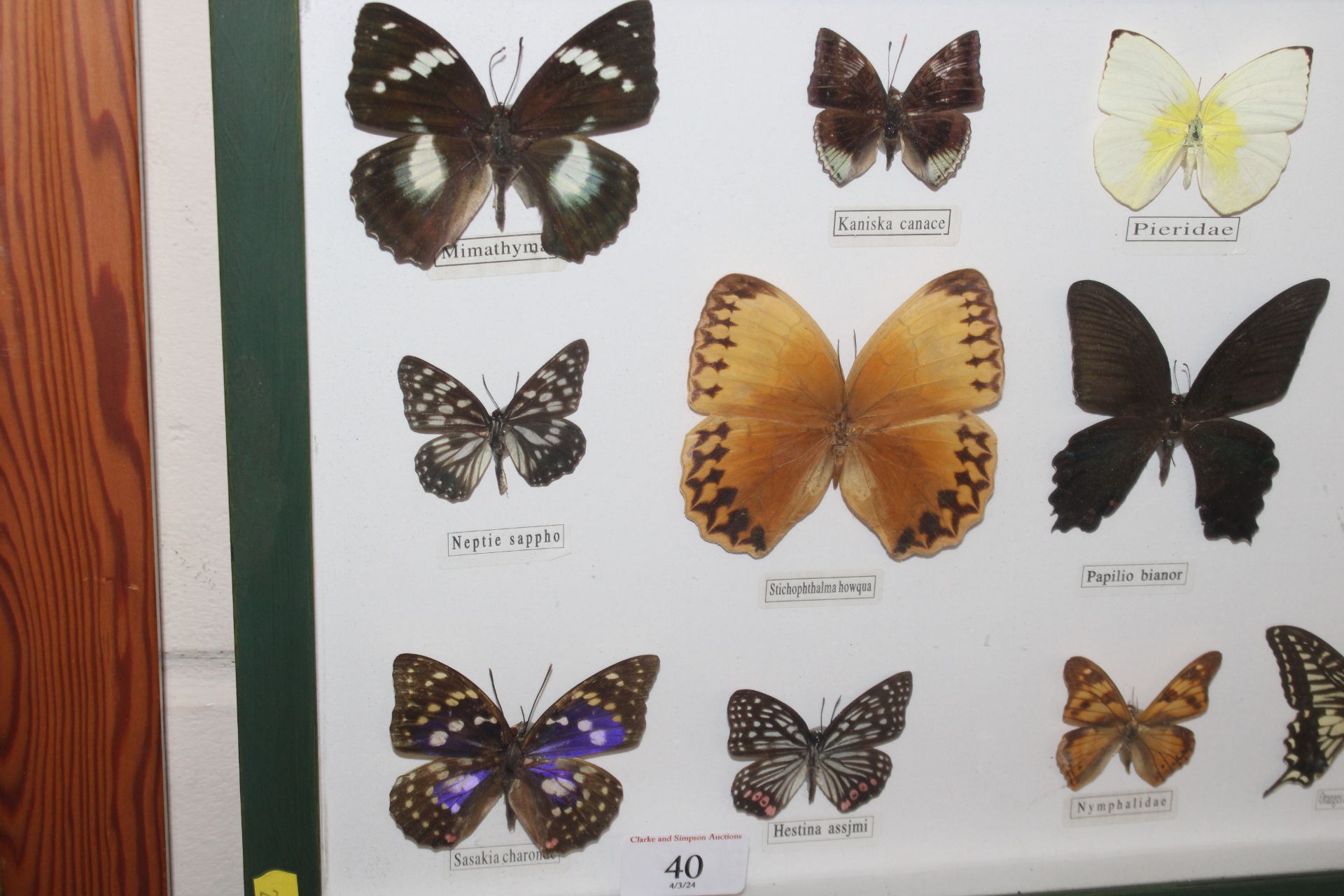 A cased display of butterflies - Image 2 of 3