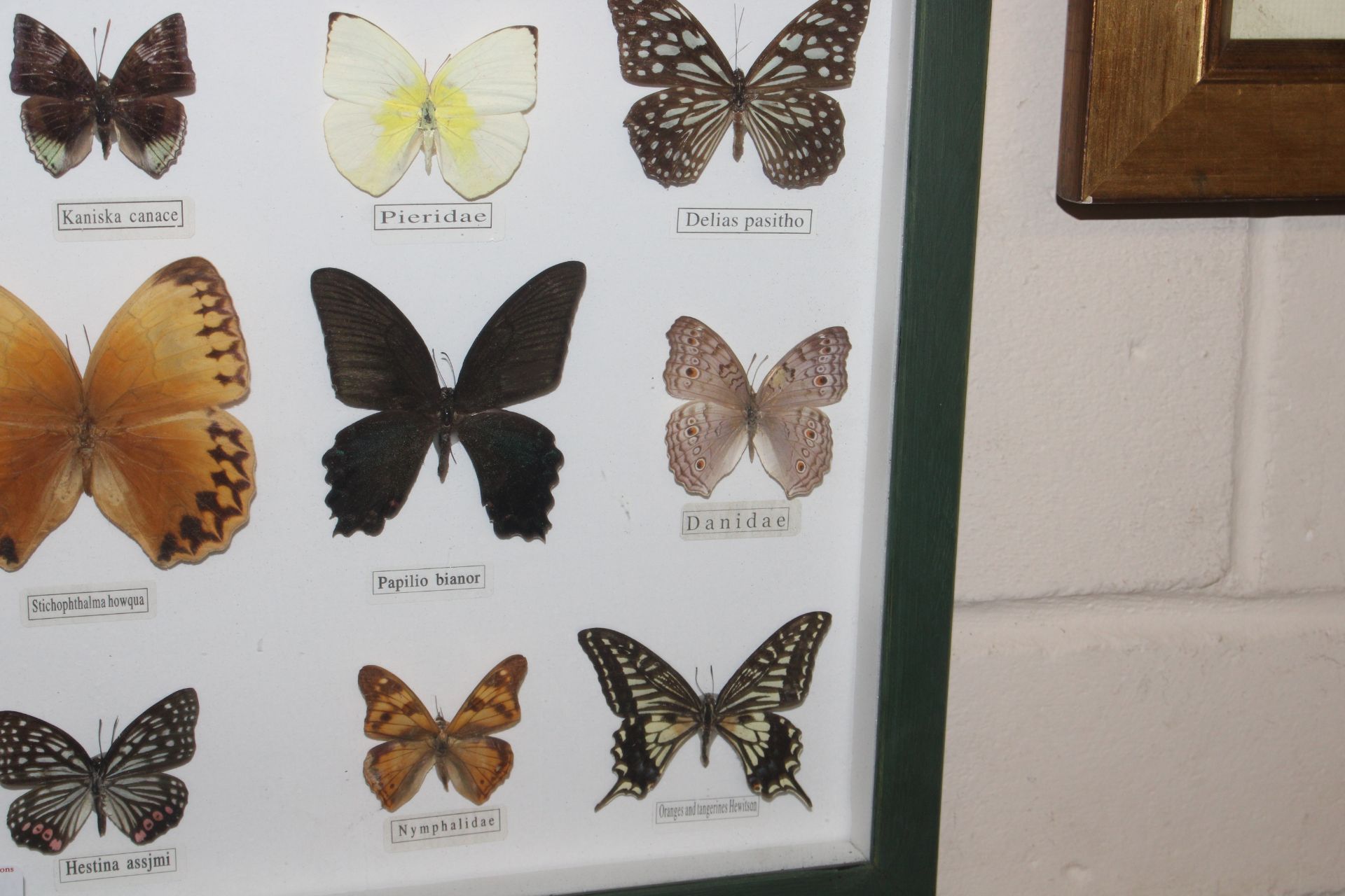 A cased display of butterflies - Image 3 of 3