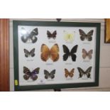 A cased display of butterflies