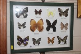 A cased display of butterflies