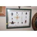 A cased display of insects