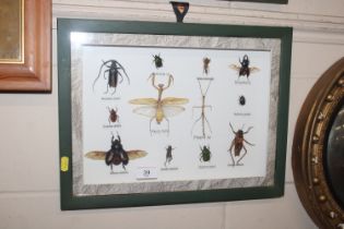 A cased display of insects