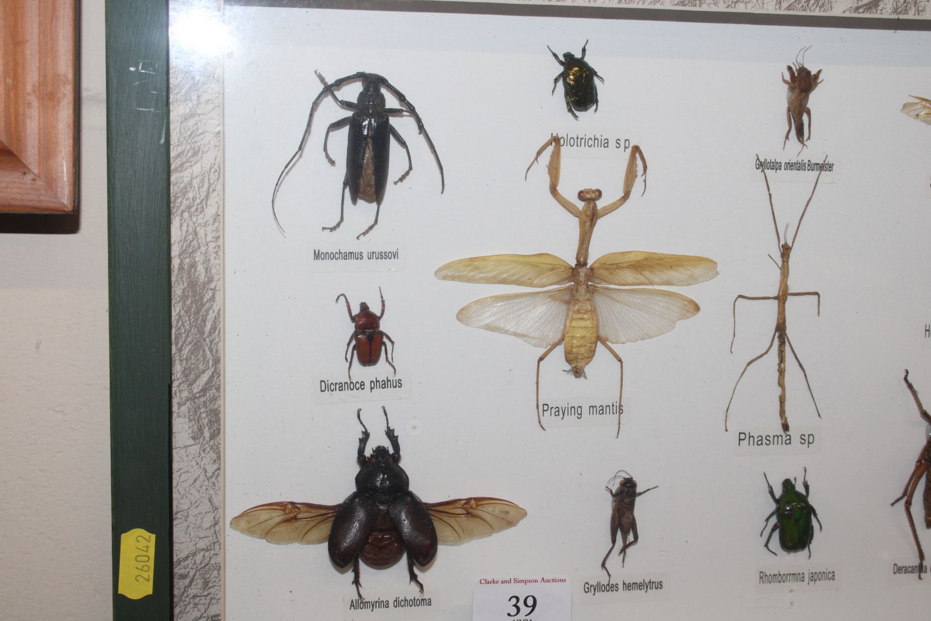 A cased display of insects - Image 2 of 3