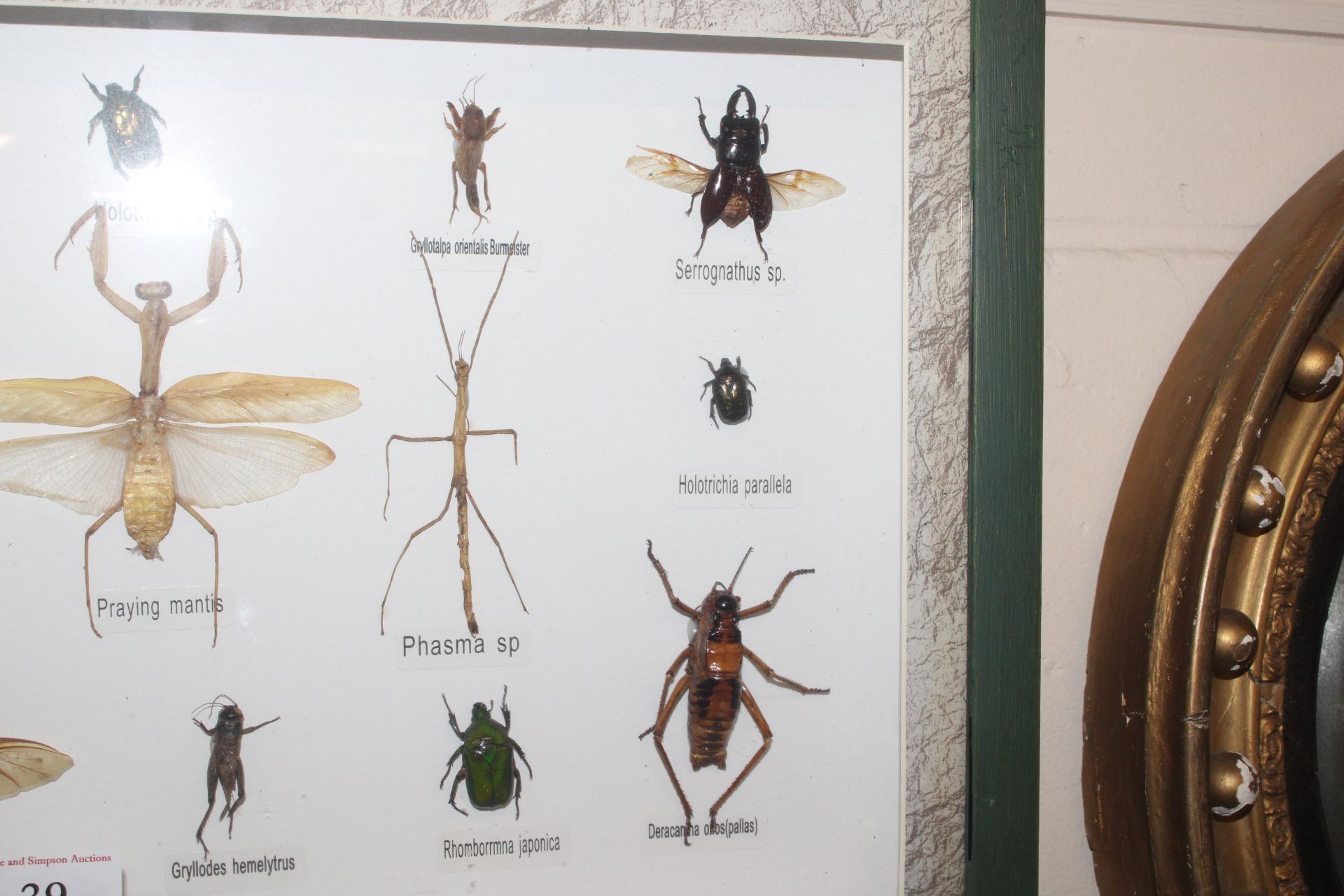 A cased display of insects - Image 3 of 3