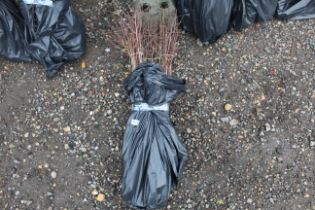 Approx. 100 blackthorn hedging plants - this lot i