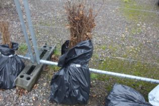 Approx. 100 hornbeam hedging plants - this lot is