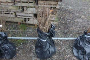 Approx. 75 oak hedging trees - this lot is subject