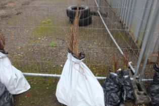 Approx. 40 cherry tree hedging plants - this lot i