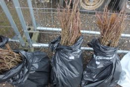 Approx. 100 sweet chestnut hedging plants - this l