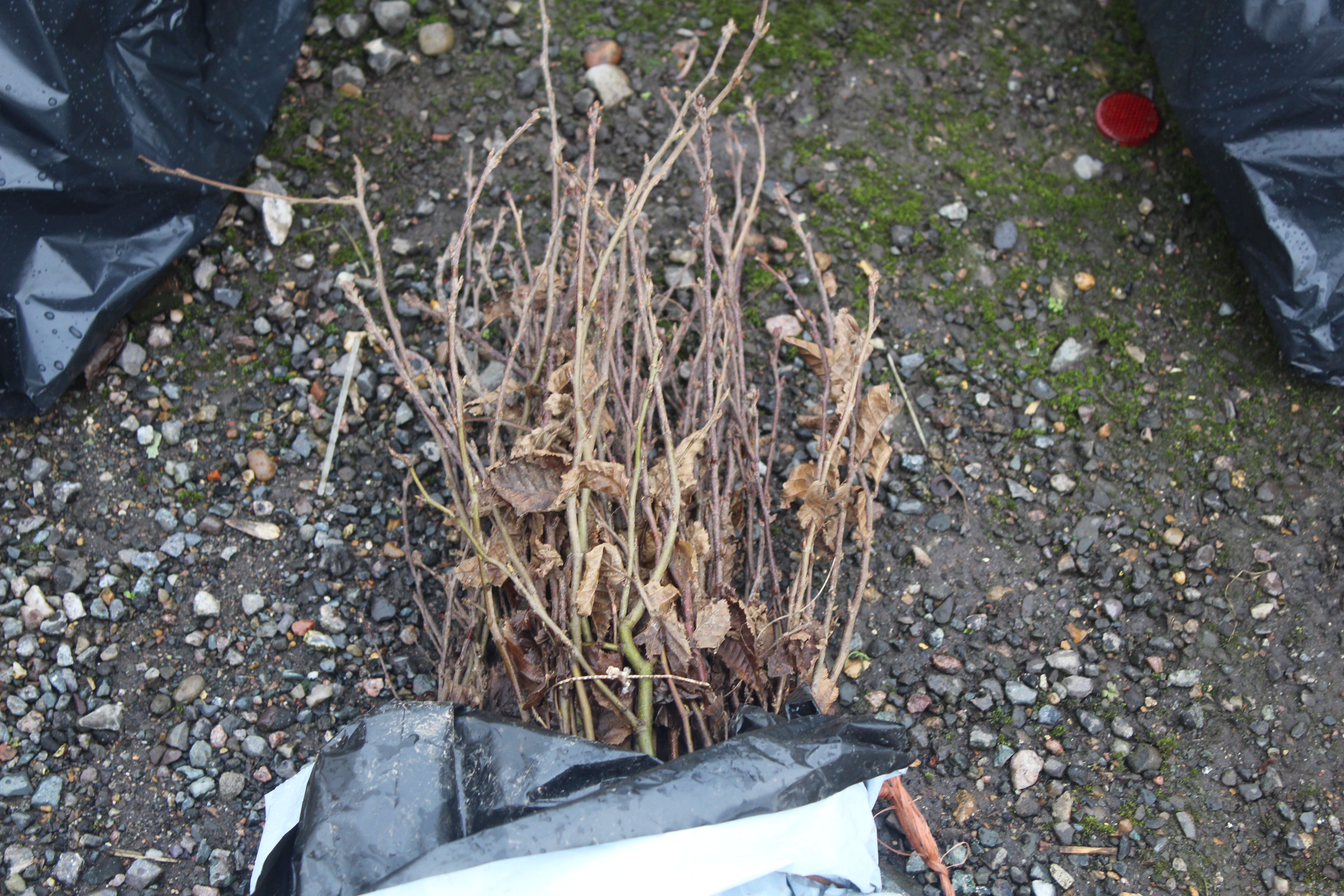 Approx. 100 hornbeam hedging plants - this lot is - Bild 2 aus 2