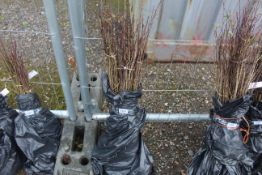 Approx. 100 hawthorn hedging plants - this lot is