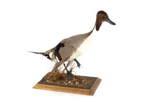 A preserved Pintail duck, set amongst foliage on plinth base, 45cm high