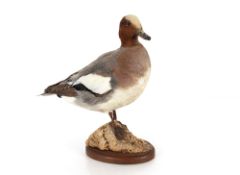 A preserved Widgeon, mounted to an oval plinth, 36cm high