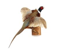 A preserved cock Pheasant taking flight, mounted on a wooden log