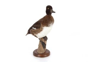 A preserved Golden Eye Duck and Drake, mounted to a branch on circular plinth, 38cm high and 26cm