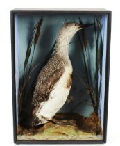 A cased and preserved taxidermy arrangement of a Great Northern Diver set amongst foliage, the
