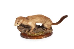 A preserved Mink mounted on a log, on oval wooden plinth, 49cm long
