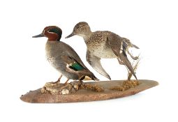 A pair of preserved Teal, set on a log, 50cm long