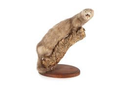 A preserved Mink mounted on a branch on oval plinth, 47cm high overall