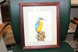 A watercolour study depicting kingfisher, signed t