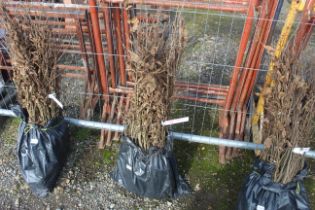 Approx. 100 Hornbeam hedging plants - this lot is