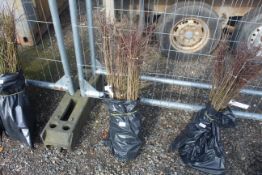 Approx. 100 Blackthorn hedging plants - this lot i