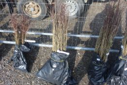 Approx. 100 Hawthorn hedging plants - this lot is