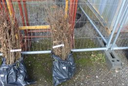 Approx. 100 Hornbeam hedging plants - this lot is