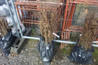 Approx. 100 Hornbeam hedging plants - this lot is