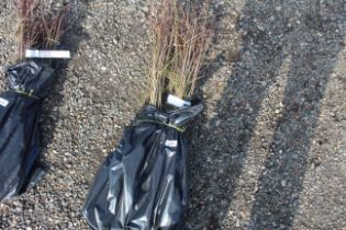 Approx. 100 Blackthorn hedging plants - this lot i