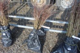 Approx. 100 Blackthorn hedging plants - this lot i
