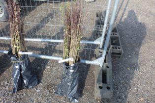 Approx. 100 Hawthorn hedging plants - this lot is